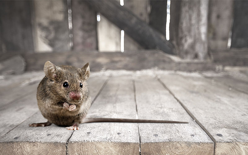 営業停止のリスクも！飲食店にネズミが出ることのリスクと対処法