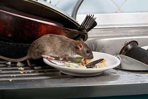 営業停止のリスクも 飲食店にネズミが出ることのリスクと対処法 飲食店舗 開業ノウハウ