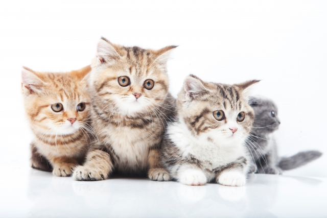 Четверо кошек. Три кошки. 4 Кошки. Три кошки друзья. Картинки 4 кошки.